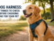 Dog Harness: 7 Things to Check Before Choosing One for Your Pet Dog Harness