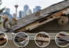 Squirrels, Birds and Wasps on Your Calgary Roof: What They Damage and How to Fix It Right Calgary Roof