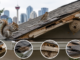 Squirrels, Birds and Wasps on Your Calgary Roof: What They Damage and How to Fix It Right Calgary Roof