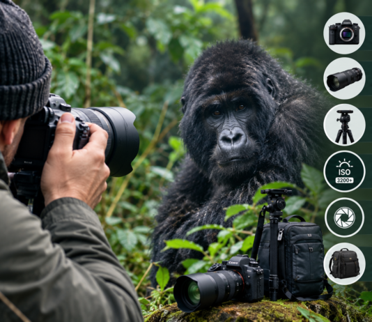 The Camera Setup for Photographing Mountain Gorillas in Low Light Camera Setup for Photographing Mountain Gorillas